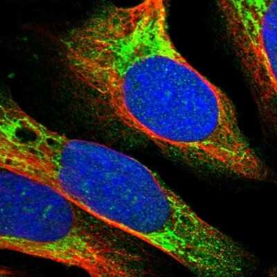 Immunocytochemistry/ Immunofluorescence: TRAF-6 Antibody [NBP1-80826]