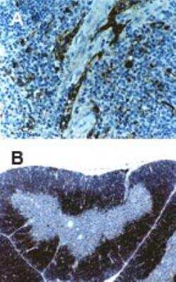 Immunohistochemistry-Paraffin: TRAF-6 Antibody [NB100-56179]