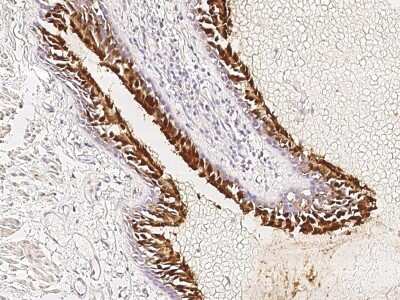 Immunohistochemistry-Paraffin: TRAF3IP1 Antibody [NBP2-97341]