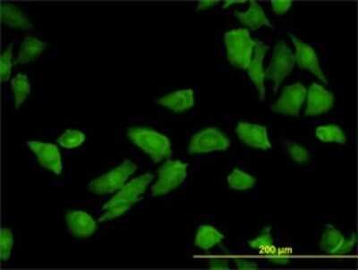 Immunocytochemistry/ Immunofluorescence: TRAF3IP2 Antibody (4A3) [H00010758-M01]