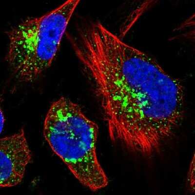 Immunocytochemistry/ Immunofluorescence: TRAF3IP2 Antibody [NBP1-89263]