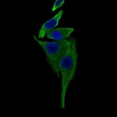 Immunocytochemistry/ Immunofluorescence: TRAFD1 Antibody (8E6E7) - BSA Free [NBP2-37408]