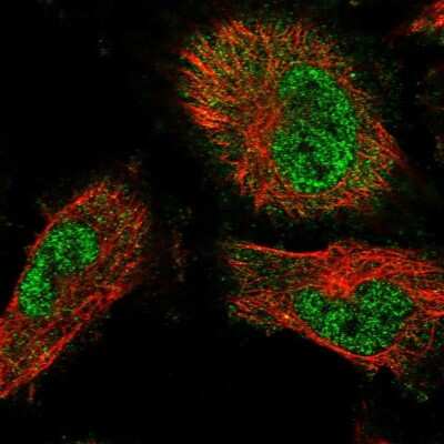 Immunocytochemistry/ Immunofluorescence: TRAFD1 Antibody [NBP1-81875]