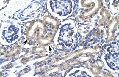 Immunohistochemistry-Paraffin: TRAFD1 Antibody [NBP1-80008]