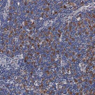 Immunohistochemistry-Paraffin: TRAFD1 Antibody [NBP1-81875]