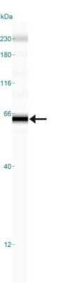 Simple Western: TRAILR1/TNFRSF10A Antibody (32A1380)Azide and BSA Free [NBP2-27350]