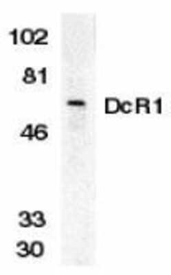 Western Blot: TRAILR3/TNFRSF10C AntibodyBSA Free [NBP1-76881]