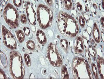 Immunohistochemistry-Paraffin: TRAIP Antibody (OTI2D4) [NBP2-03822]