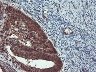 Immunohistochemistry: TRAIP Antibody (OTI2D4) - Azide and BSA Free [NBP2-74580]