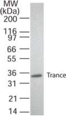 Western Blot: TRANCE/TNFSF11/RANK L Antibody (12A668)Azide and BSA Free [NB100-56593]