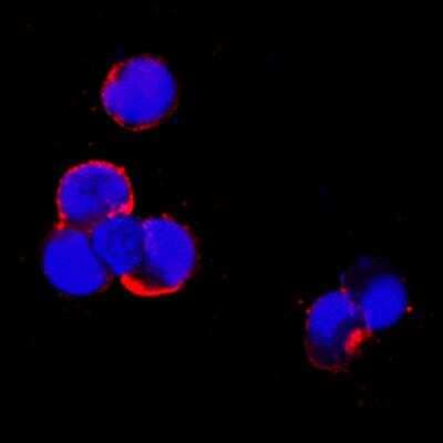 Immunocytochemistry/ Immunofluorescence: TRANCE/TNFSF11/RANK L Antibody (12A668) - BSA Free [NB100-56512]