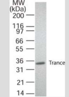 Western Blot: TRANCE/TNFSF11/RANK L Antibody (12A668)BSA Free [NB100-56512]