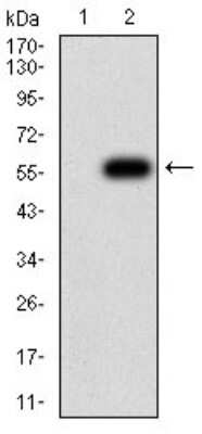 Western Blot: TRANCE/TNFSF11/RANK L Antibody (8A7B9)BSA Free [NBP2-61813]