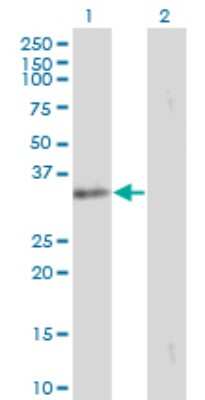 Western Blot: TRAP alpha Antibody (1A12) [H00006745-M01]