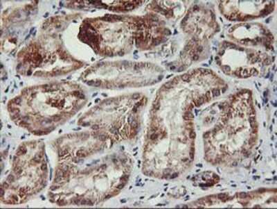 Immunohistochemistry-Paraffin: TRAP1 Antibody (OTI1H8) [NBP2-01707]