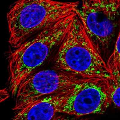 Immunocytochemistry/ Immunofluorescence: TRAP1 Antibody [NBP2-47597]