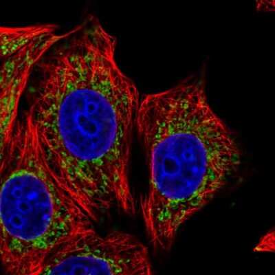 Immunocytochemistry/ Immunofluorescence: TRAP1 Antibody [NBP2-47598]