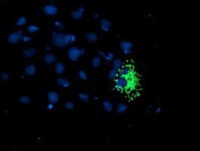Immunocytochemistry/ Immunofluorescence: TRAP1 Antibody (OTI1H8) - Azide and BSA Free [NBP2-74592]