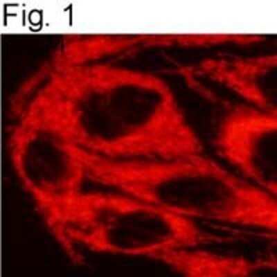 Immunocytochemistry/ Immunofluorescence: TRAP1 Antibody (TRAP1-6) [NB300-555]