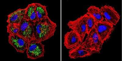 Immunocytochemistry/ Immunofluorescence: TRAP1 Antibody (TRAP1-6) [NB300-555]