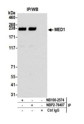 Immunoprecipitation: TRAP220/MED1 Antibody (BLR037F) [NBP2-76407]