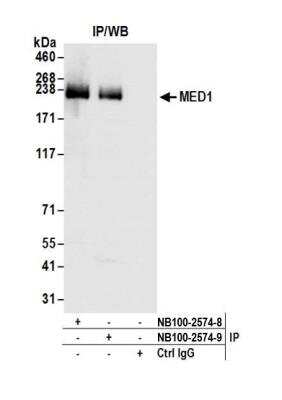 Immunoprecipitation: TRAP220/MED1 Antibody [NB100-2574]