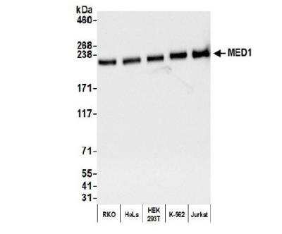 Western Blot: TRAP220/MED1 Antibody [NB100-2574]