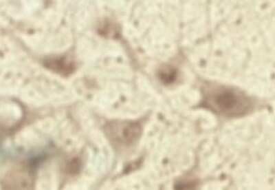Immunohistochemistry: TRAPPC1 Antibody - Azide and BSA Free [NB100-98811]
