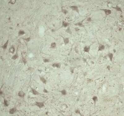 Immunohistochemistry: TRAPPC1 Antibody - Azide and BSA Free [NB100-98811]