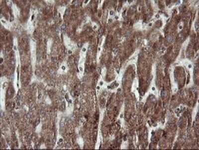 Immunohistochemistry: TRAPPC4 Antibody (OTI2G8) [NBP2-46204]