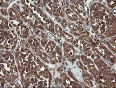 Immunohistochemistry: TRAPPC4 Antibody (OTI2G8) [NBP2-46204]