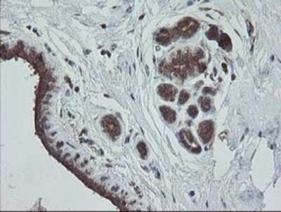 Immunohistochemistry: TRAPPC4 Antibody (OTI2G8) [NBP2-46204]