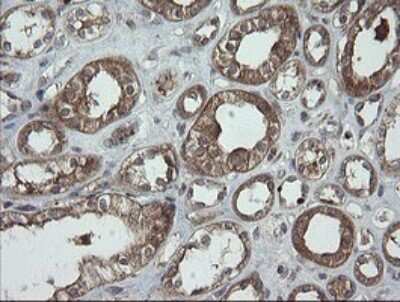 Immunohistochemistry: TRAPPC4 Antibody (OTI2G8) [NBP2-46204]