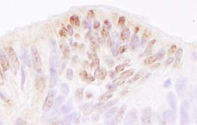 Immunohistochemistry: TRERF1 Antibody [NB100-81655]