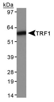 Western Blot: TRF-1 Antibody (57-6) [NB110-68281]