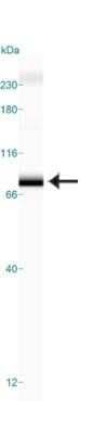 Simple Western: TRF-2 Antibody (4A794.15)Azide Free [NBP2-33212]