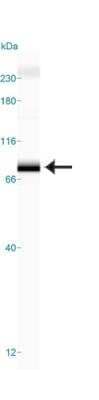 Simple Western: TRF-2 Antibody (4A794.15)BSA Free [NB100-56506]