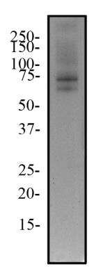 Western Blot: TRF-2 Antibody (4A794.15)BSA Free [NB100-56506]