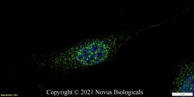 Immunocytochemistry/ Immunofluorescence: TRF-2 Antibody - BSA Free [NB110-57130]