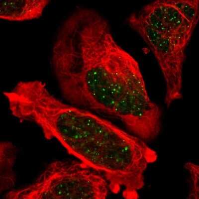 Immunocytochemistry/ Immunofluorescence: TRF-2 Antibody [NBP1-86911]