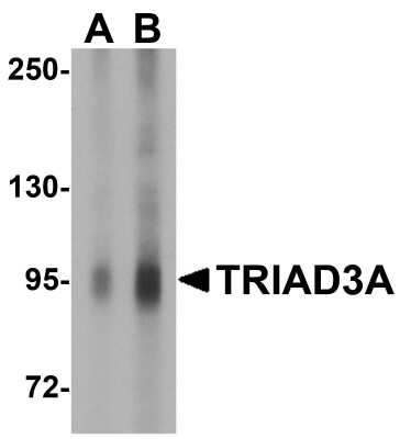 Western Blot: TRIAD3 AntibodyBSA Free [NBP1-76592]