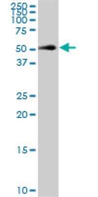 Western Blot: TRIB1 Antibody (4A10) [H00010221-M01]