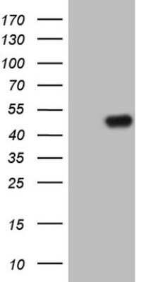 Western Blot: TRIB1 Antibody (OTI8C8)Azide and BSA Free [NBP2-74596]