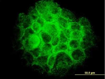 Immunocytochemistry/ Immunofluorescence: TRIB3 Antibody (1H2) [H00057761-M03]