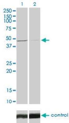 Western Blot: TRIB3 Antibody (1H2) [H00057761-M03]