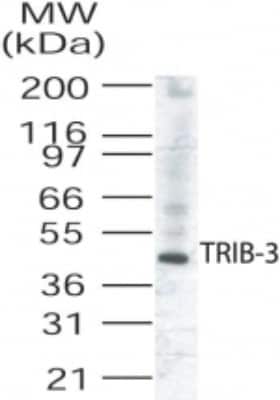 Western Blot: TRIB3 Antibody [NB100-56398]