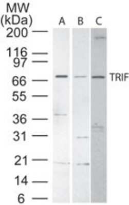 Western Blot: TRIF/TICAM1 AntibodyBSA Free [NB120-13810]