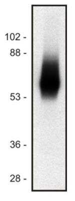 Western Blot: TRIM Antibody (TRIM-04)BSA Free [NB500-485]