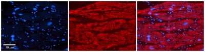 Immunohistochemistry-Paraffin: TRIM10 Antibody [NBP2-85983]