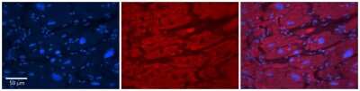 Immunohistochemistry-Paraffin: TRIM10 Antibody [NBP2-85984]